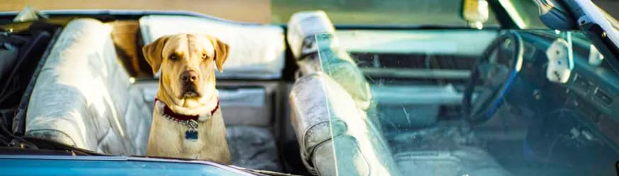 How Safe is your Pet in the Car? banner